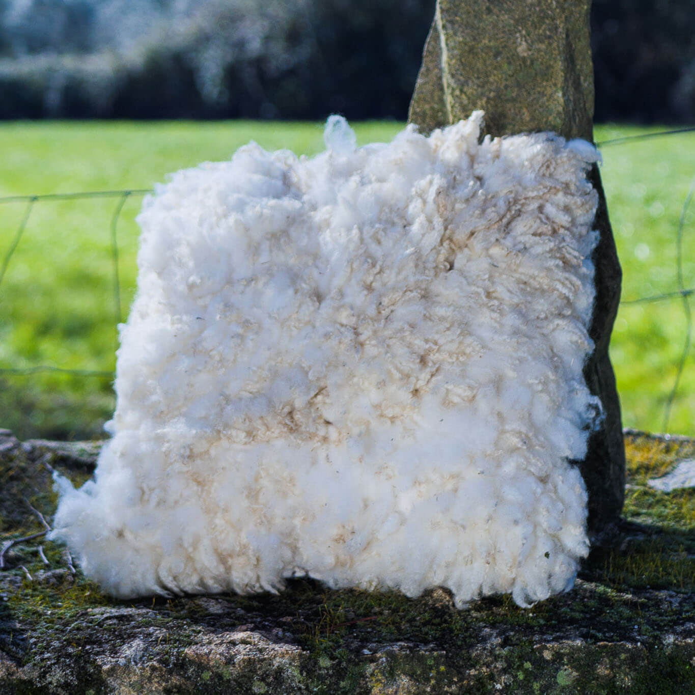 White felted wool cushions