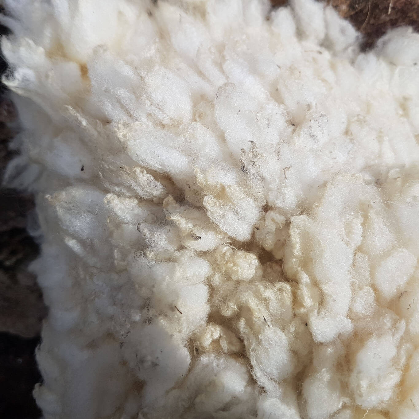 White felted wool cushions