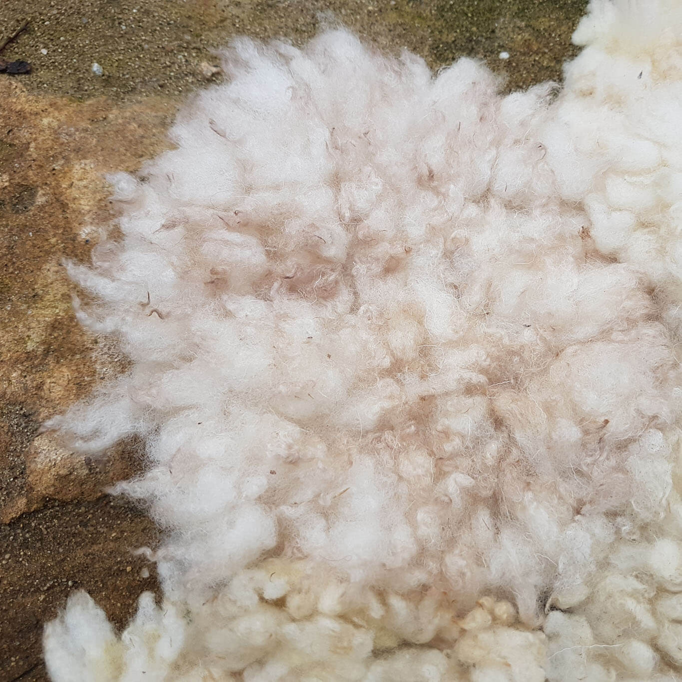 White flower/cloud rugs
