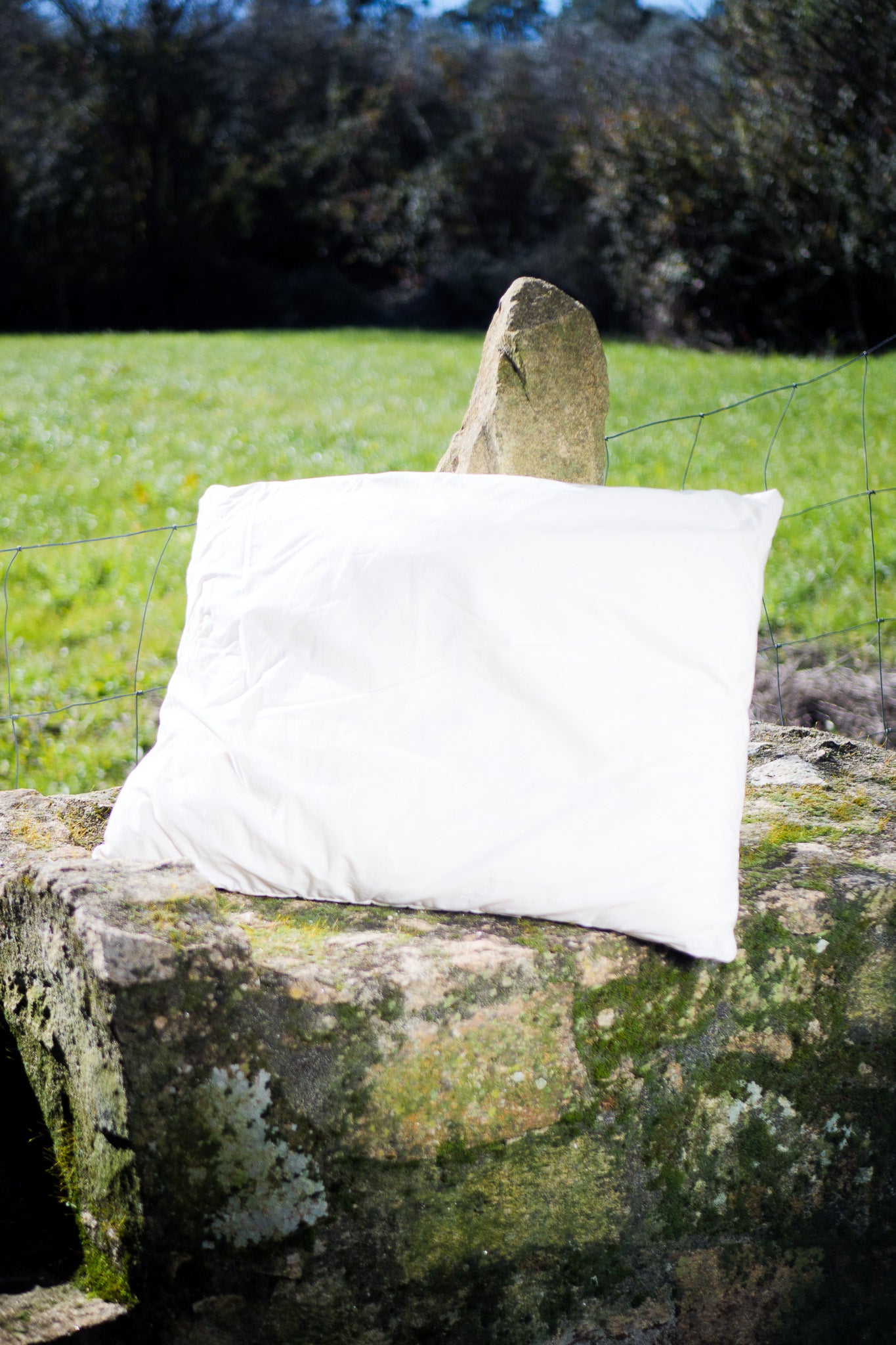 Pillows with 100% wool filling and organic cotton exterior